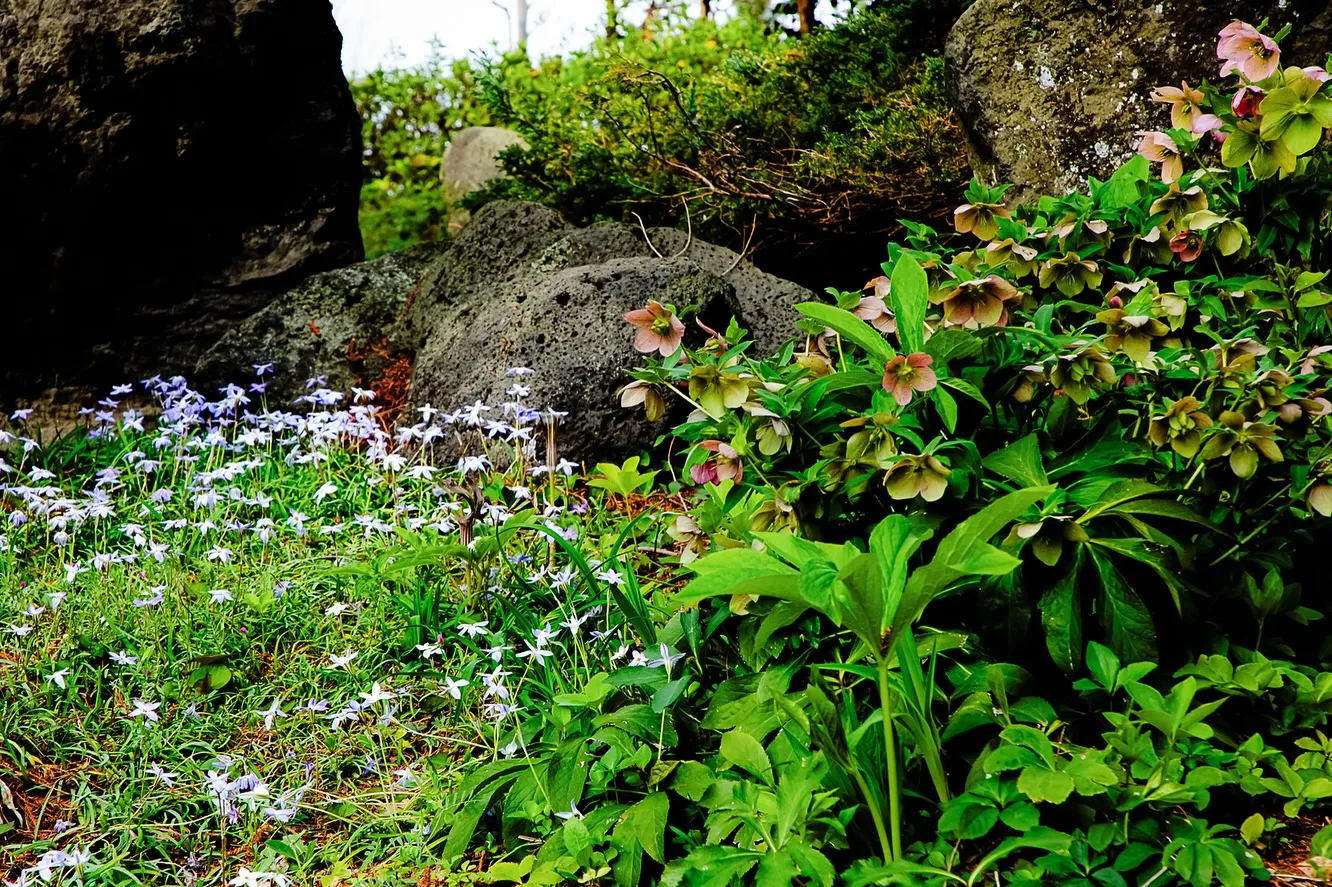 春の訪れ🌸パート2