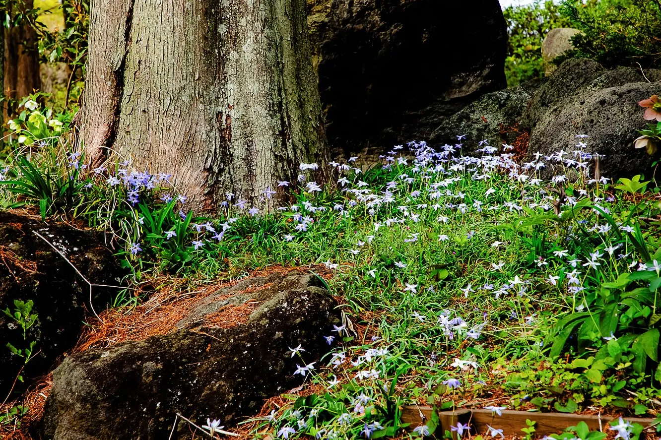 春の訪れ🌸パート2