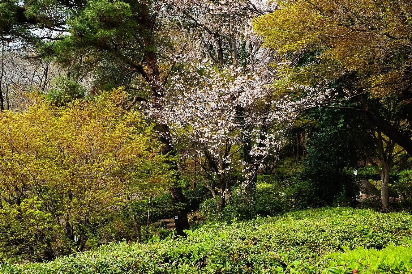 春の訪れ🌸パート2