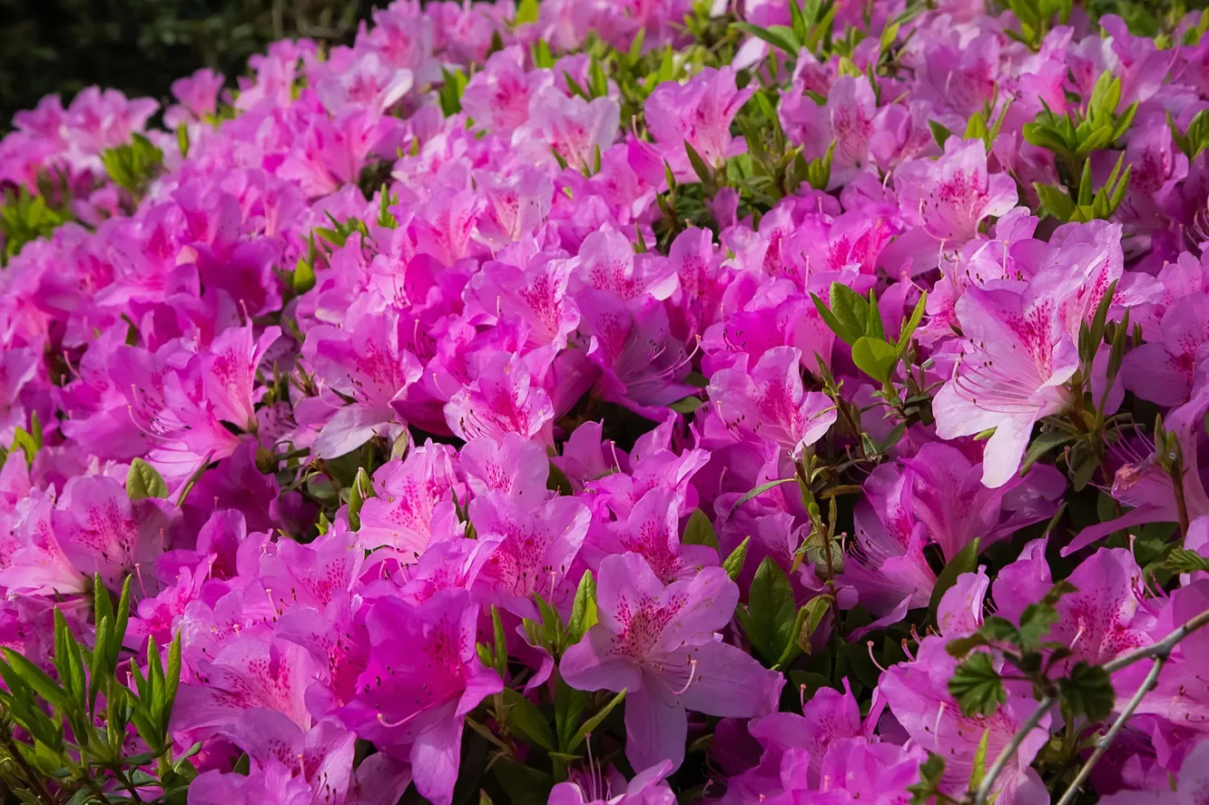 春の訪れ🌸パート2