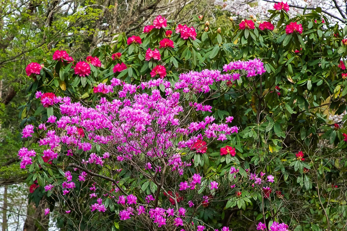 春の訪れ🌸パート2