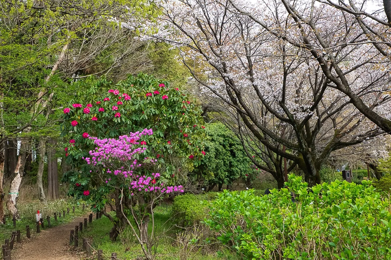 春の訪れ🌸パート2