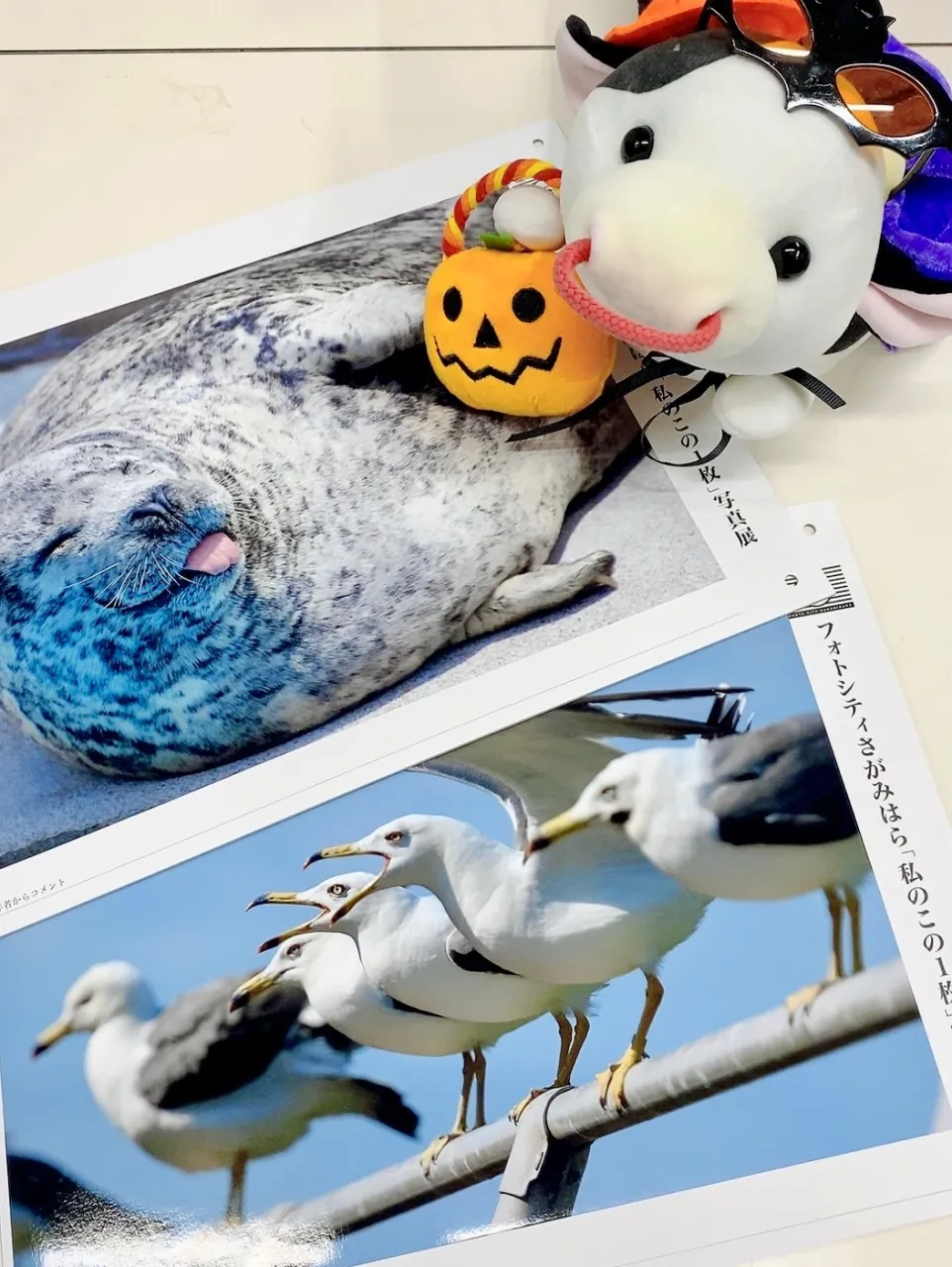 毎年恒例❣️フォトシティさがみはら写真展